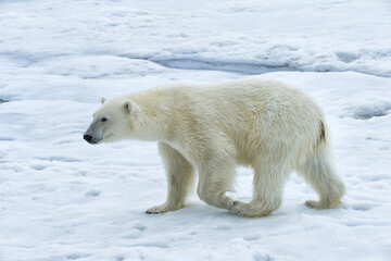 Fototapeta na wymiar Polar Bear (Ursus maritimus) walking over pack ice, Svalbard Archipelago, Norway