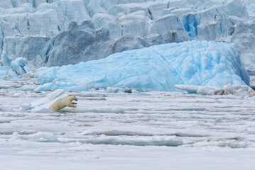 Female polar bear (Ursus maritimus) jumping over ice floe in front of a blue iceberg, Spitsbergen Island, Svalbard Archipelago, Norway © Gabrielle