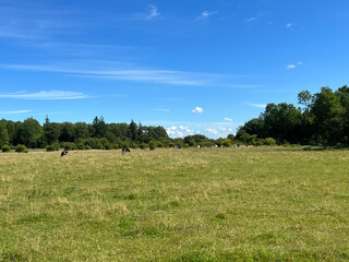 Cows and forest around Kuinre