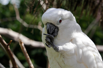 White cockatoo. Cacatua alba is sitting on a branch. High quality photo