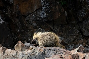 Begegnung mit einem Stachelschwein in der Wildnis Alaskas - Von den in Amerika, Asien und Afrika...