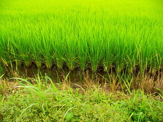 ハキダメギク咲く畦と青田風景