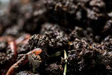 Earthworm moving on the fertile soil. Dendrobaena is a burrowing annelid worm that lives in the...