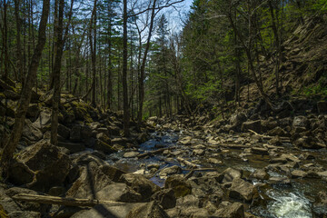  river in the forest