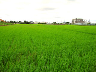 夏の郊外の青田風景
