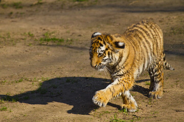 Junger Löwe (Panthera leo) beim Spielen, Löwenbaby