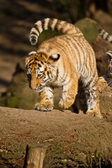 Junger Sibirischer Tiger (Panthera tigris altaica)
