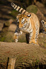 Verspielter junger Sibirischer Tiger (Panthera tigris altaica)
