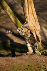 Verspielter junger Sibirischer Tiger (Panthera tigris altaica)