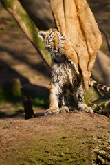 Junger Sibirischer Tiger (Panthera tigris altaica)
