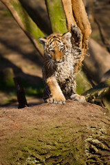 Junger Löwe (Panthera leo) beim Spielen, Löwenbaby