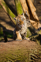 Junger Sibirischer Tiger (Panthera tigris altaica)
