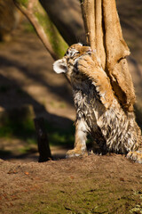 Verspielter junger Sibirischer Tiger (Panthera tigris altaica)