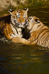 Naklejka na ściany i meble Junger Sibirischer Tiger (Panthera tigris altaica) 