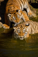 Junger Löwe (Panthera leo) beim Spielen, Löwenbaby