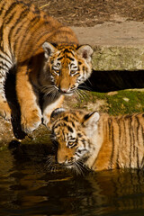 Fototapeta na wymiar Junger Sibirischer Tiger (Panthera tigris altaica) 