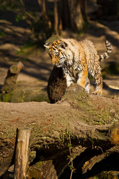 Junger Löwe (Panthera leo) beim Spielen, Löwenbaby