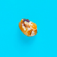 Flat Lay isolated image of a coastal seashell on a blue background