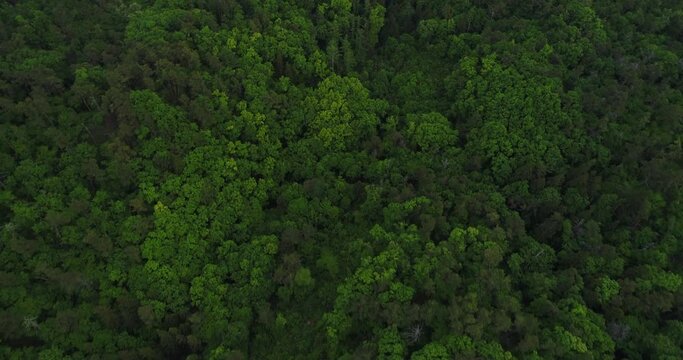 空撮 - 森の俯瞰 新緑 自然の風景 ジャングル