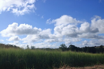 Fototapeta premium Champ d'orge