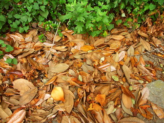 タイサンボクの散った枯れ葉と落花した実のある庭の一隅