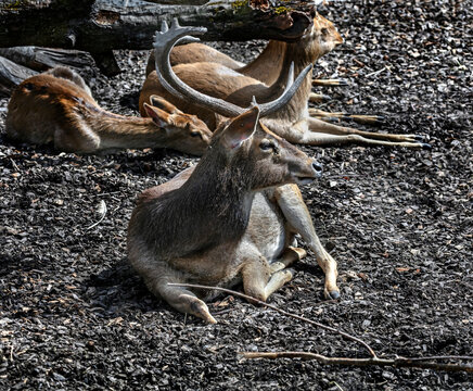 Eld`s deer male. Also known as the thamin or brow-antlered deer. Latin name - Panolia eldii