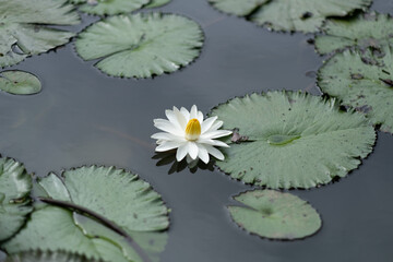 beautiful lotus flower in pond, droplet water on lotus