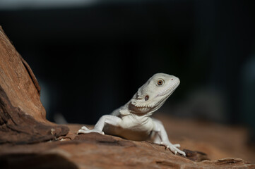 bearded dragon on ground with blur background