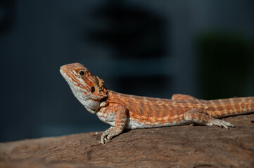 bearded dragon on ground with blur background