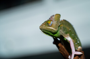chameleon with blur background, predator