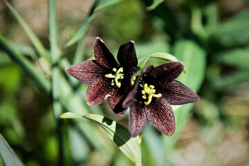 Blüten von zwei Choccolate Lillies- Schokoladenlilien - Alaska © Thomas