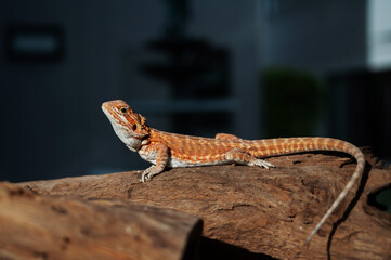 bearded dragon on ground with blur background
