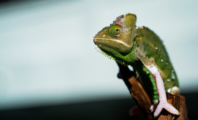 chameleon with blur background, predator