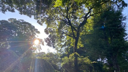 Beautiful summer evening light at Japanese shrine of Tokyo Japan, “nezu Jinjya” year 2022 July 8th