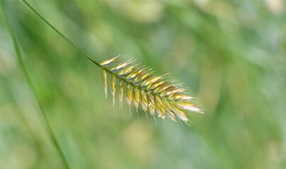 Herbaceous plant Comb-shaped granary or combed granary (Latin. Agropyron cristatum) in a summer field 