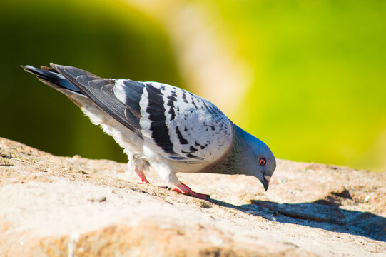 Columba Livia