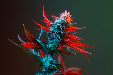 Cannabis herb with flowering bud and red bright leaves. Medical Marijuana with colored red and blue...