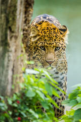 Nordchinesischer Leopard (Panthera pardus japonensis)