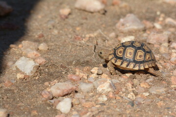 Baby Turtle on the Beach shortly after hatching
