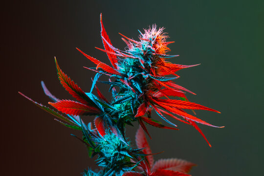 Cannabis herb with flowering bud and red bright leaves. Medical Marijuana with colored red and blue foliage on dark green background. Aesthetic art photo of agricultural hemp