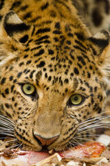 Fototapeta na wymiar Nordchinesischer Leopard (Panthera pardus japonensis) beim Fressen