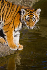Fototapeta na wymiar Junger Sibirischer Tiger (Panthera tigris altaica)