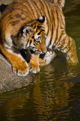 Fototapeta na wymiar Junger Sibirischer Tiger (Panthera tigris altaica)