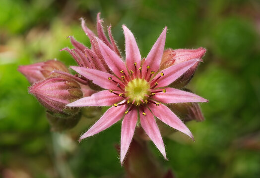 rojnik g&oacute;rski