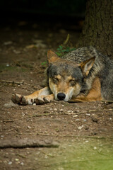 Wolf oder Grauwolf (Canis lupus) im Europäischen Wald