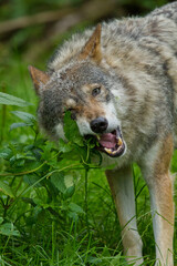 Naklejka na ściany i meble Wolf oder Grauwolf (Canis lupus) im Europäischen Wald