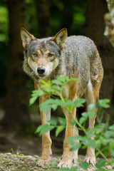 Wolf oder Grauwolf (Canis lupus) im Europäischen Wald