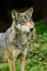 Wolf oder Grauwolf (Canis lupus) im Europäischen Wald