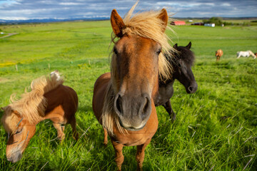 Cute horses on an Icelandic plain.