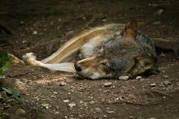 Wolf oder Grauwolf (Canis lupus) im Europäischen Wald